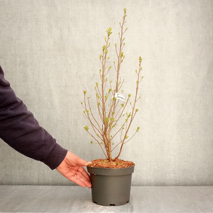 Spécimen de Clethra alnifolia Rosea Pot de 3L/4L tel que livré au printemps