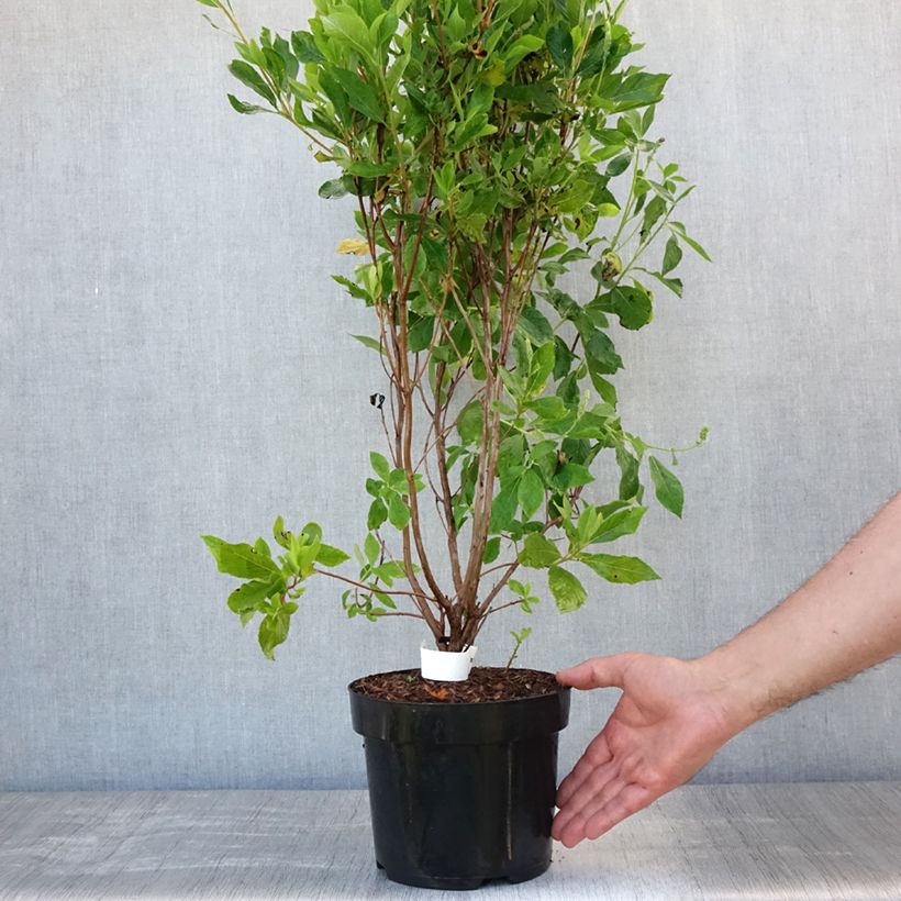 Spécimen de Clethra alnifolia Vanilla Spice - Clèthre à feuilles d'Aulne Pot de 2L/3L tel que livré en été