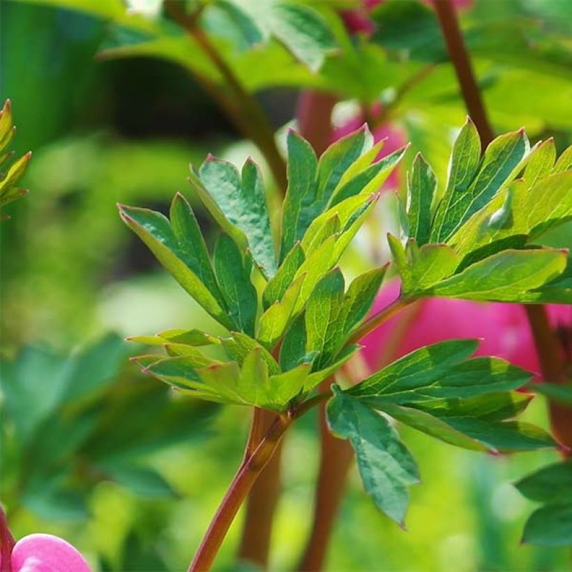 Coeur de Marie Rose - Dicentra spectabilis (Foliage)