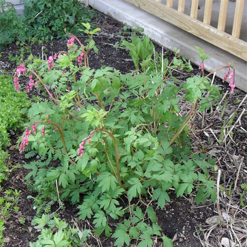 Coeur de Marie Rose - Dicentra spectabilis (Plant habit)