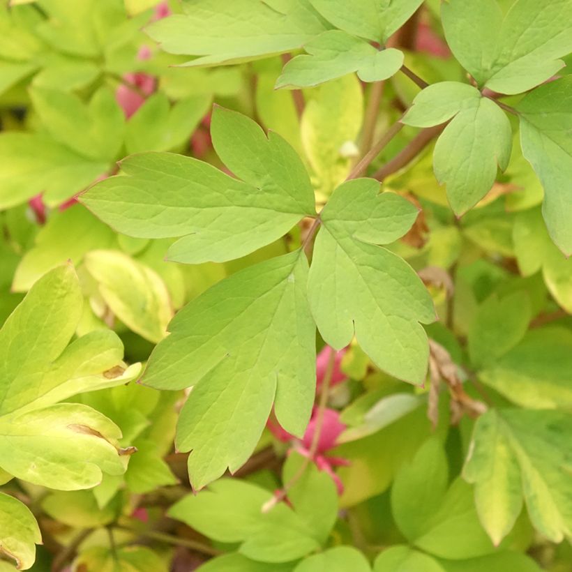 Coeur de Marie - Dicentra spectabilis Yellow Leaf (Foliage)
