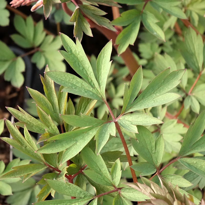 Coeur de Marie Rouge - Dicentra spectabilis Valentine (Foliage)