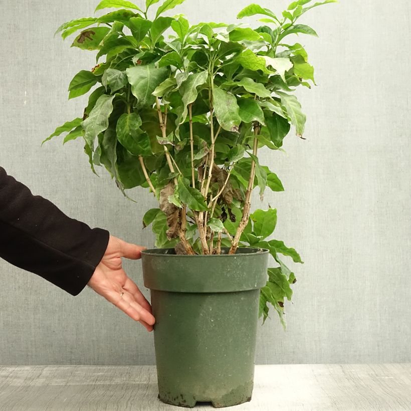 Spécimen de Coffea arabica - Caféier Pot de 6L/7L tel que livré en automne