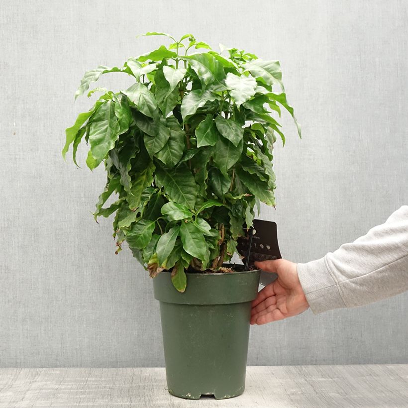 Example of Coffea arabica - Caféier Pot de 6L/7L as you get in printemps