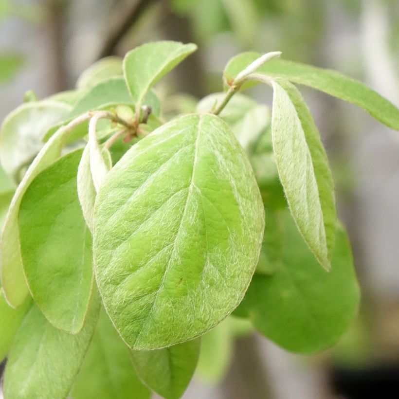 Cognassier Aromatnaya - Cydonia oblonga (Feuillage)