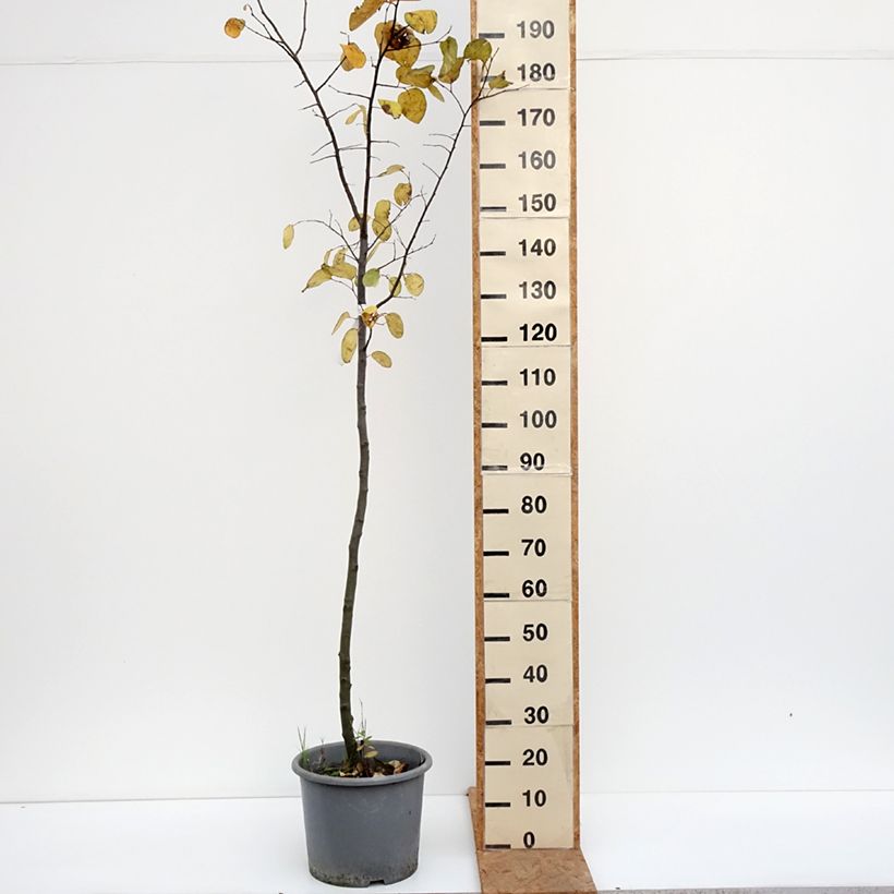 Spécimen de Cognassier Aromatnaya - Cydonia oblonga Pot de 12L/15L tel que livré en automne