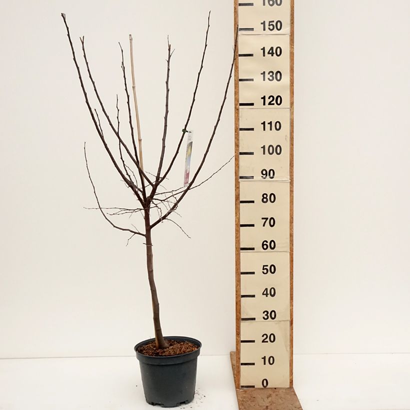 Spécimen de Cognassier Champion Pot de 7,5L/10L, Gobelet tel que livré en hiver