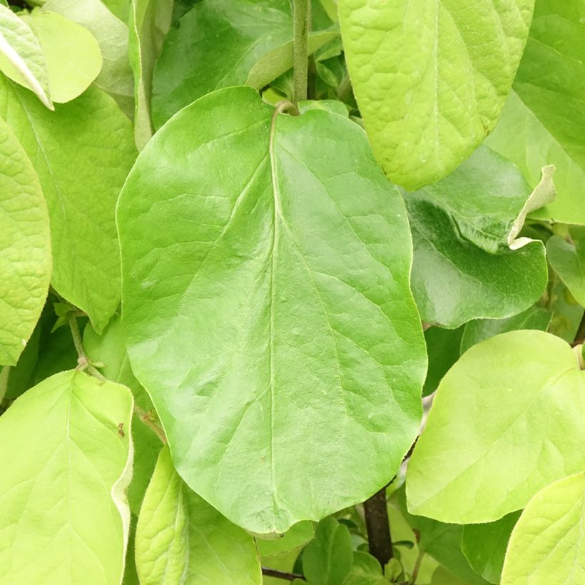 Cognassier commun - Cydonia oblonga Leskovacz (Feuillage)