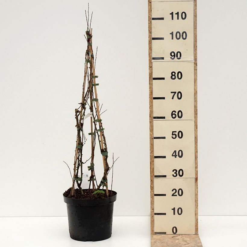 Example of Cognassier du Japon Cameo - Chaenomeles superba  Pot de 7,5L/10L as you get in hiver