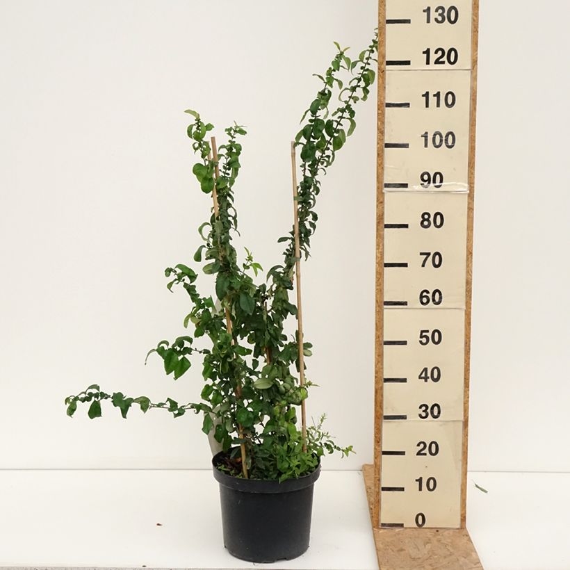 Spécimen de Cognassier du Japon Cameo - Chaenomeles superba  Pot de 7,5L/10L tel que livré en été