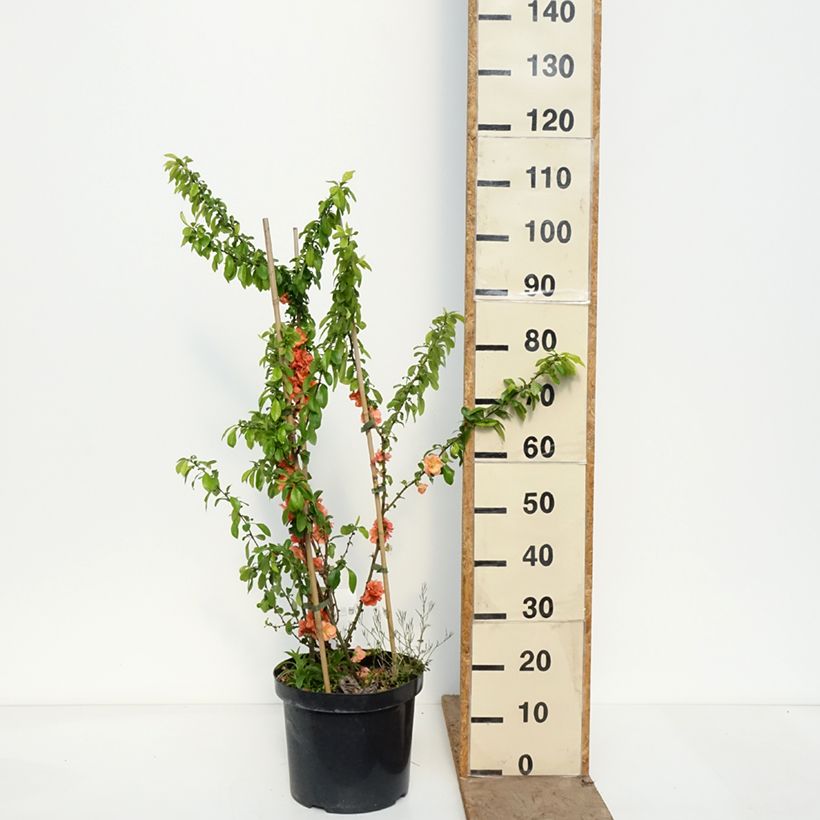 Spécimen de Cognassier du Japon Cameo - Chaenomeles superba  Pot de 7,5L/10L tel que livré au printemps