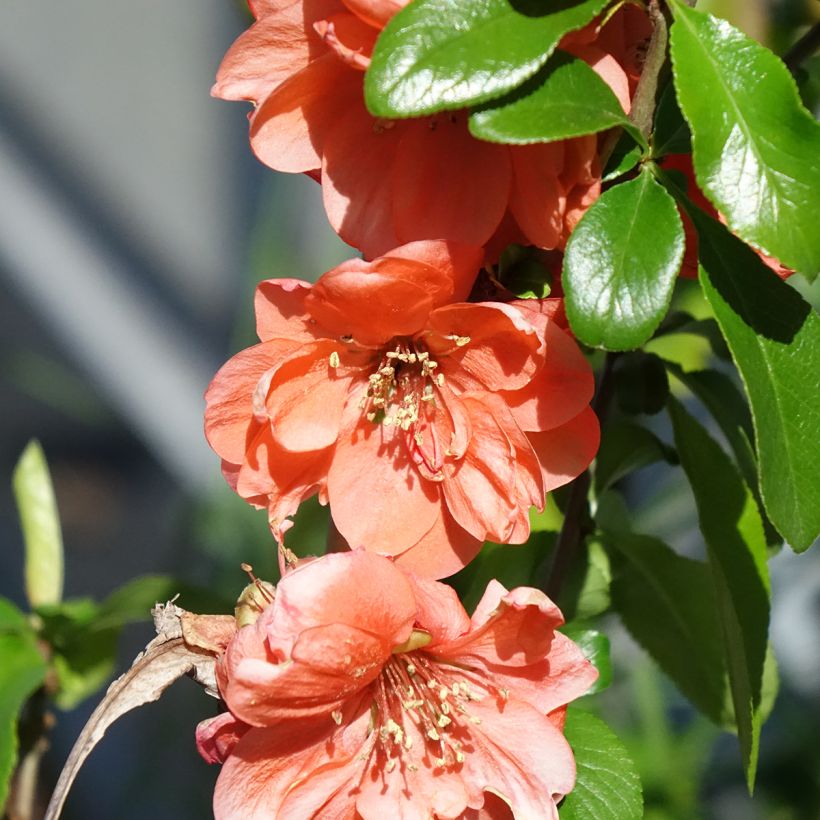 Cognassier du Japon Cameo - Chaenomeles superba  (Floraison)