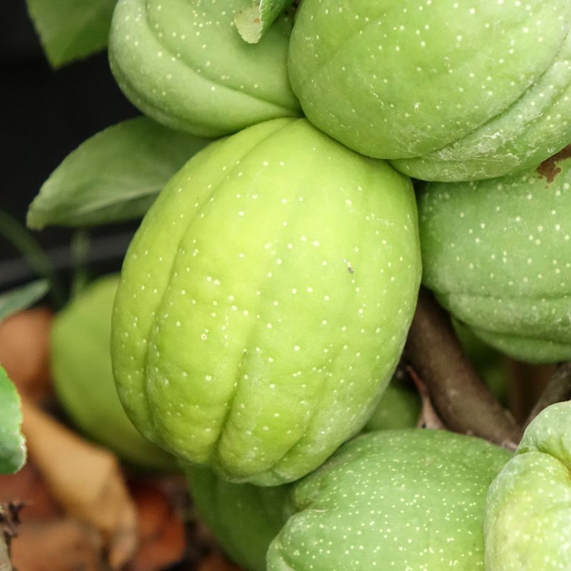 Cognassier du Japon Cameo - Chaenomeles superba  (Harvest)