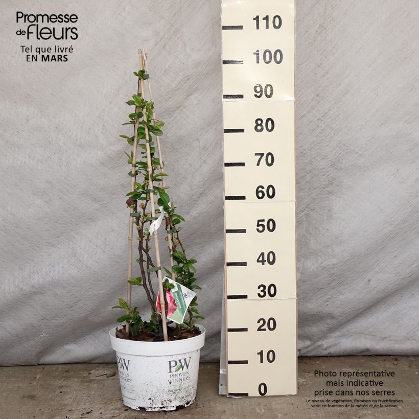 Spécimen de Cognassier du Japon - Chaenomeles speciosa Mango Storm Pot de 7,5L/10L tel que livré au printemps