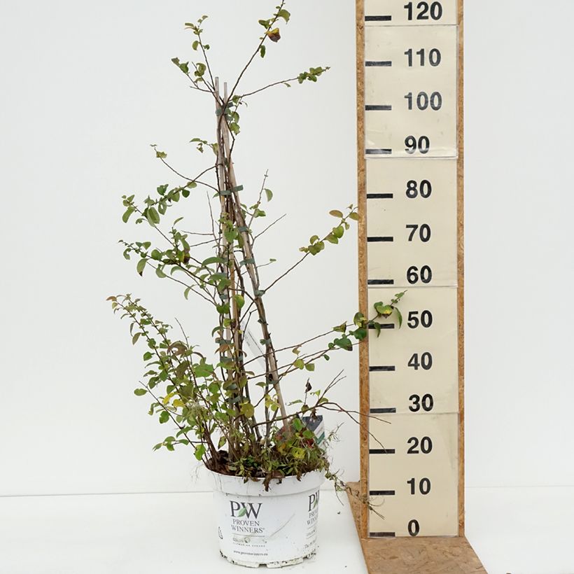 Spécimen de Cognassier du Japon - Chaenomeles speciosa Mango Storm Pot de 7,5L/10L tel que livré en automne