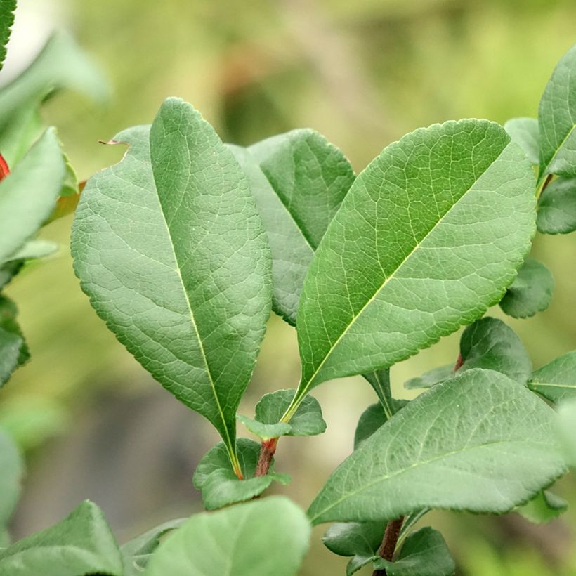 Cognassier du Japon - Chaenomeles x superba Hollandia (Feuillage)