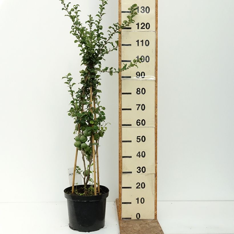 Spécimen de Cognassier du Japon - Chaenomeles x superba Salmon Horizon Pot de 7,5L/10L tel que livré en été