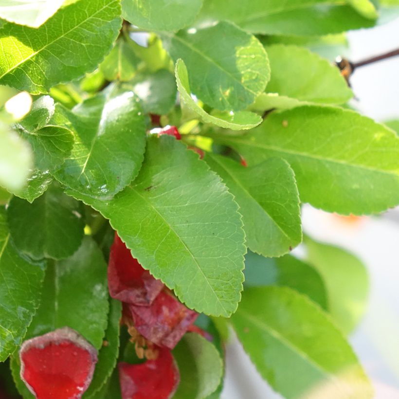Cognassier du Japon Cido Red - Chaenomeles japonica (Feuillage)