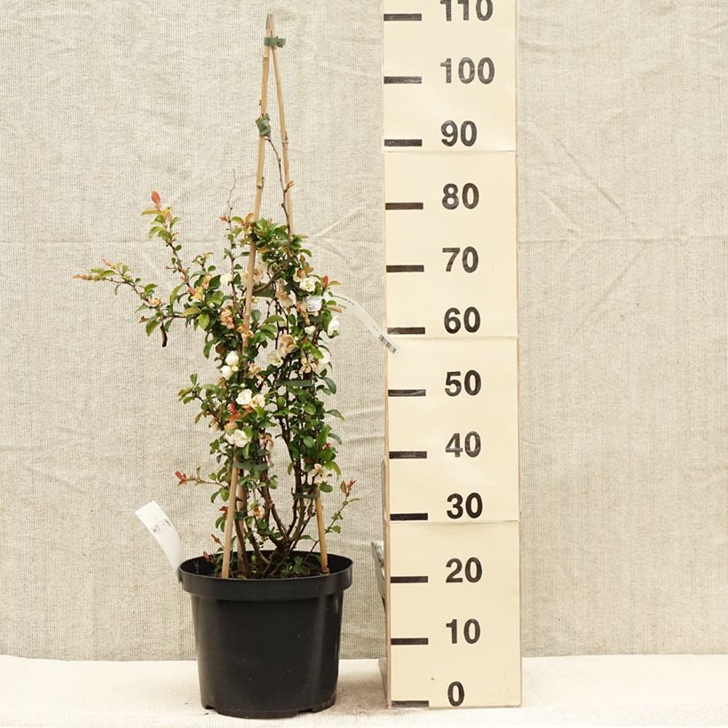 Spécimen de Cognassier du Japon Jet Trail - Chaenomeles superba  Pot de 7,5L/10L tel que livré au printemps