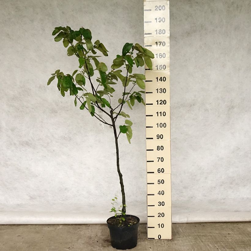 Spécimen de Cognassier Monstrueux de Vranja Pot de 7,5L/10L, Gobelet tel que livré au printemps