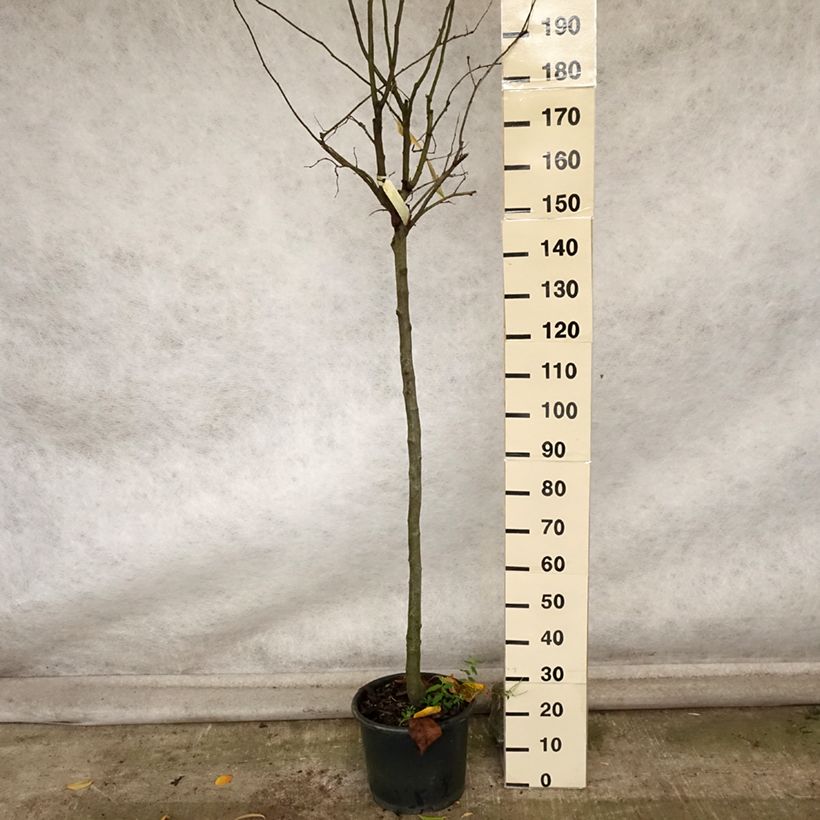 Spécimen de Cognassier Monstrueux de Vranja Pot de 7,5L/10L, Demi-Tige tel que livré en automne