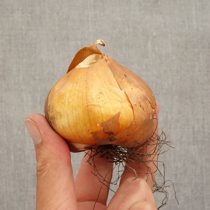 Spécimen de Colchicum cilicicum - Colchique de Cilicie Bulbe calibre 18/20 tel que livré en automne