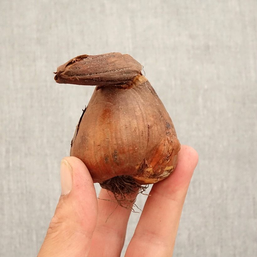 Spécimen de Colchicum giganteum - Colchique d'automne Bulbe calibre 18/20 tel que livré en automne