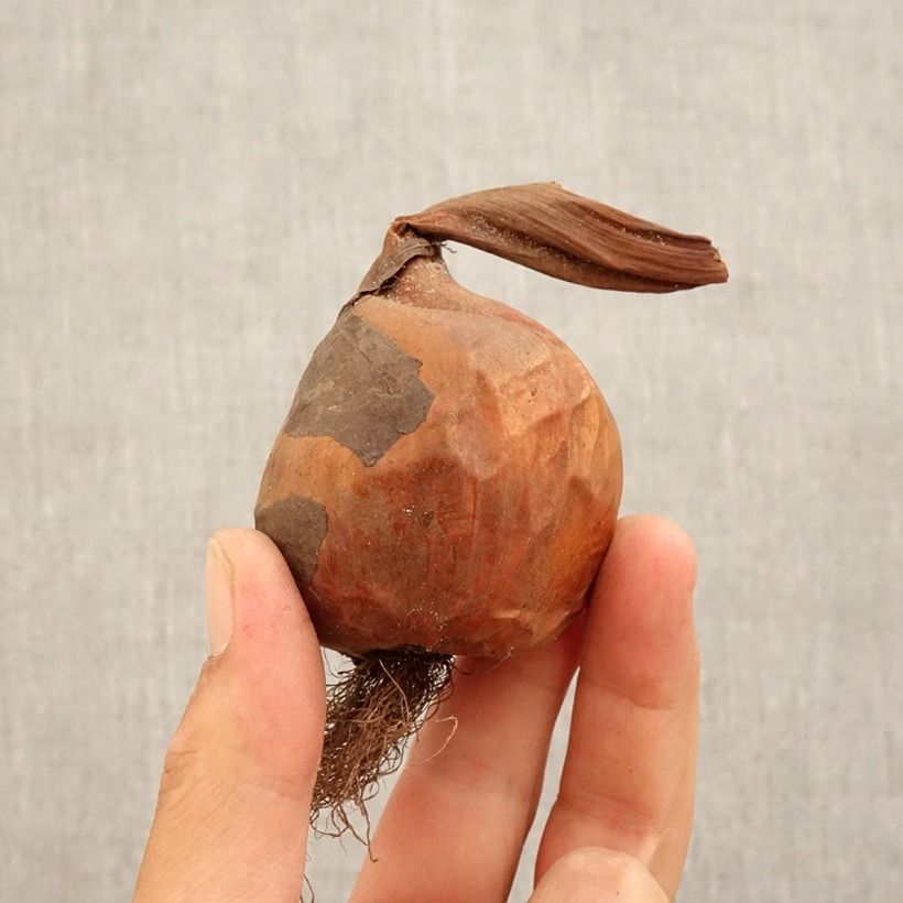 Spécimen de Colchicum Pannonicum ou C. automnale Nancy Lindsay - Colchique d'automne Bulbe calibre 14+ tel que livré en automne