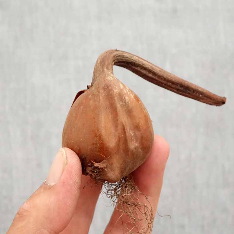 Spécimen de Colchique Autumnale Alboplenum Bulbe calibre 13+ tel que livré en automne