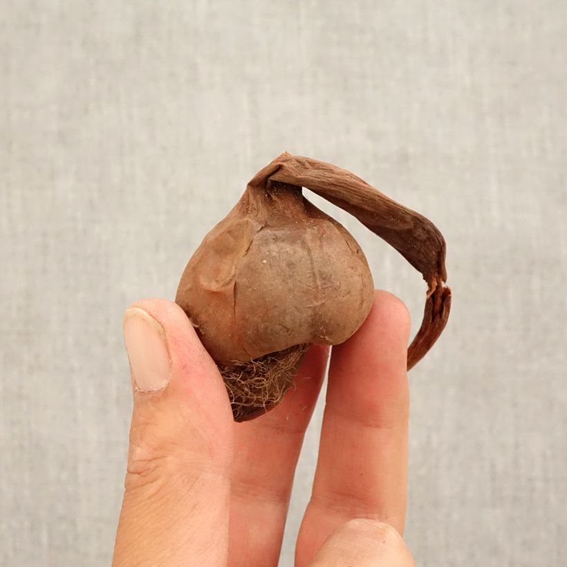 Spécimen de Colchique macrophyllum Bulbe calibre 13+ tel que livré en automne