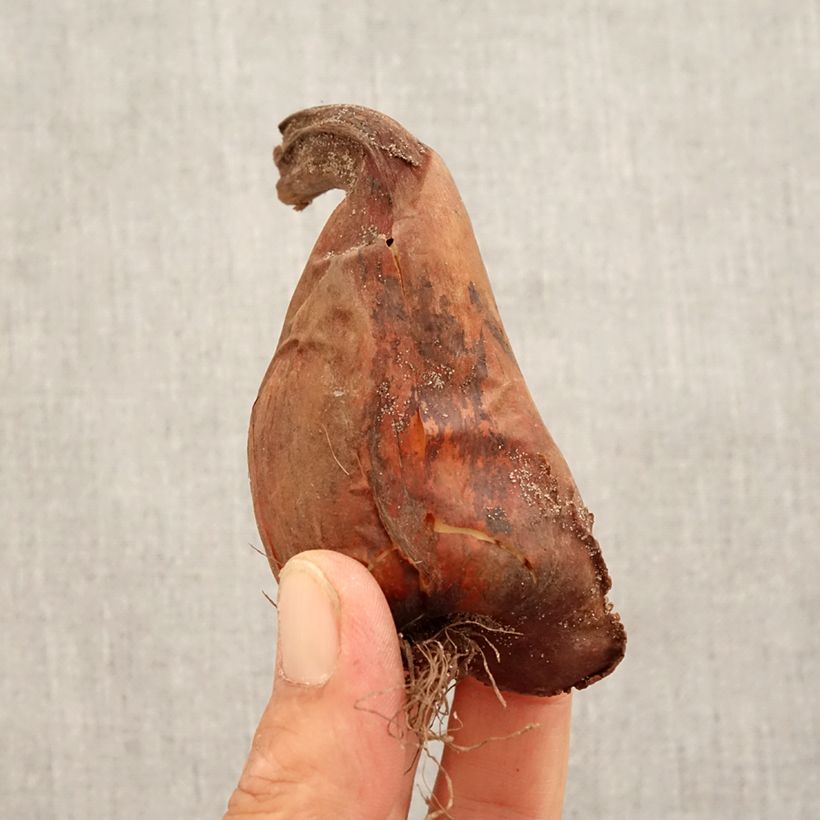 Spécimen de Colchique speciosum atrorubens Bulbe calibre 18+ tel que livré en automne