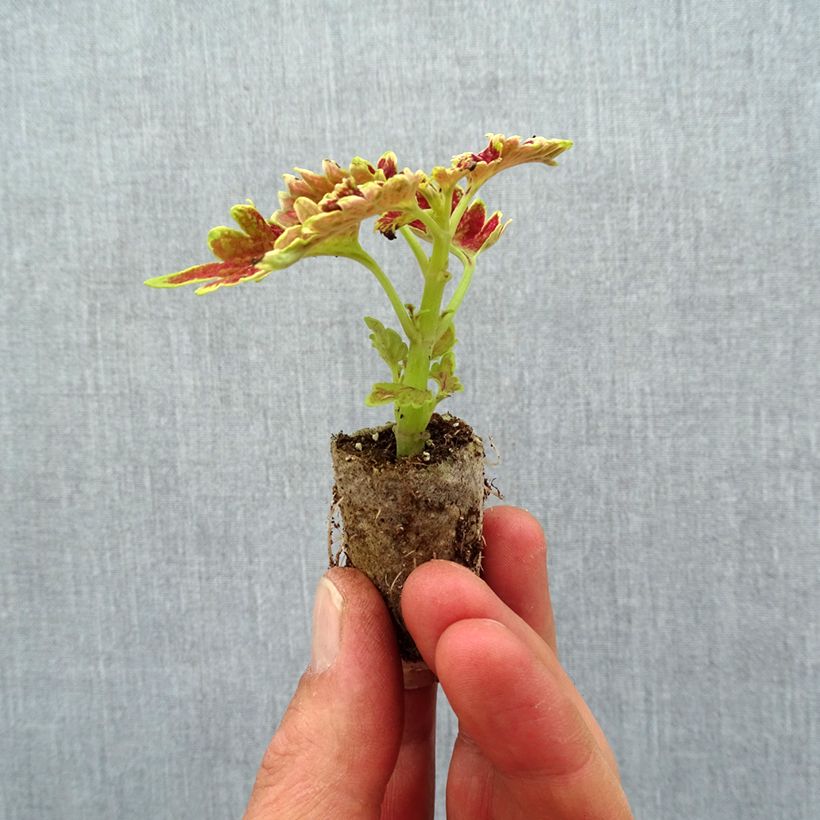Example of Coleus Limewire Mini-motte Ø 3/4 cm as you get in printemps