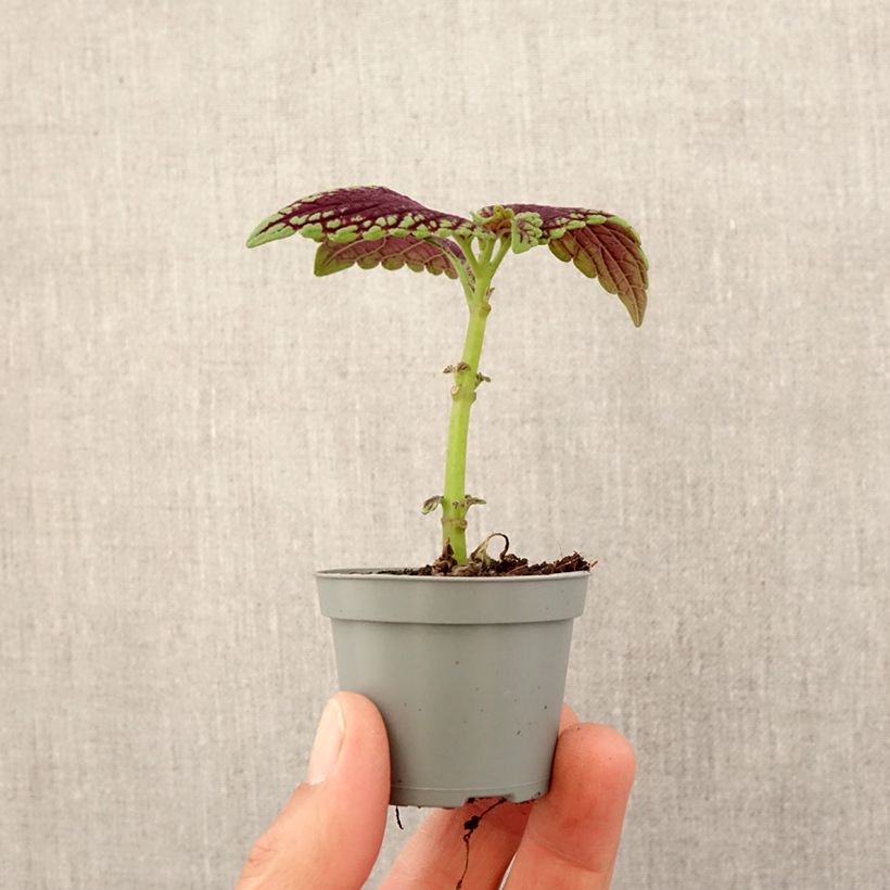 Spécimen de Coleus MS Abbey Road Mini-plante tel que livré au printemps