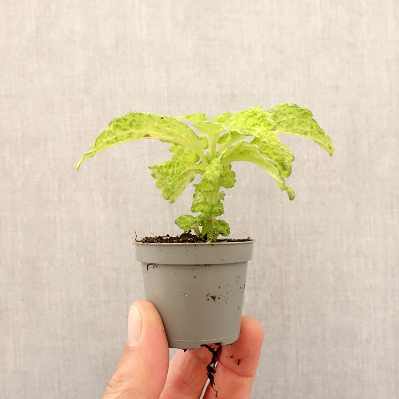 Example of Coleus MS River Walk Mini-plante as you get in printemps