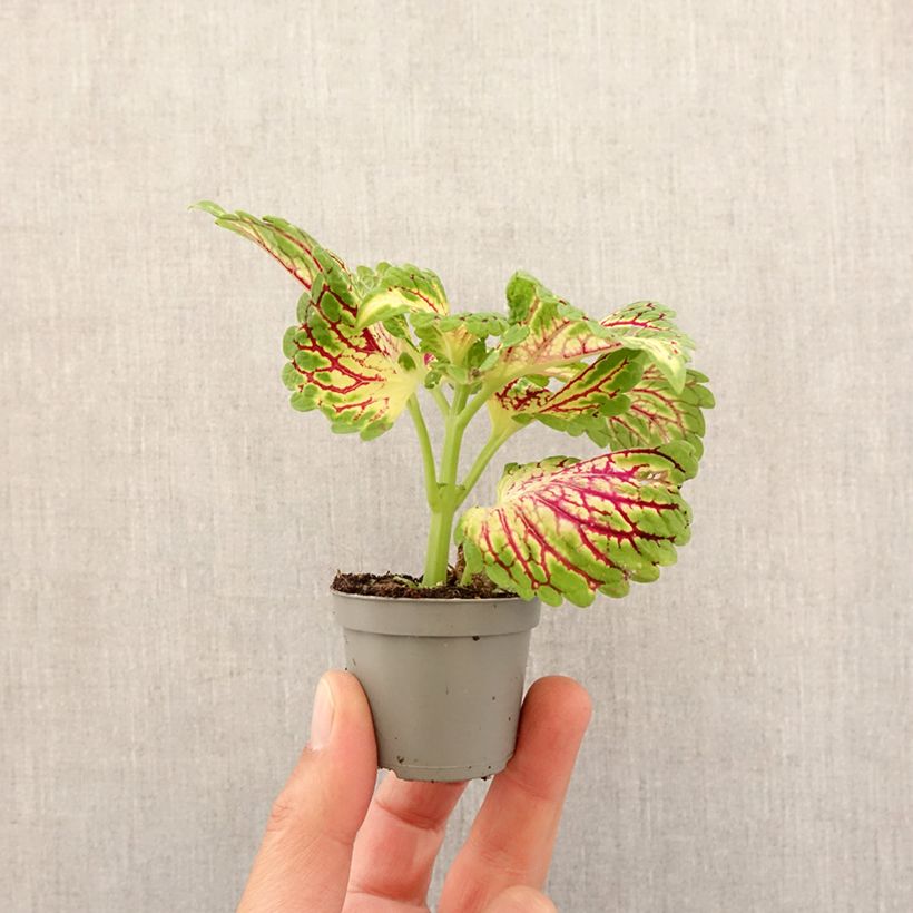 Example of Coleus Spacecake Mini-plante as you get in printemps