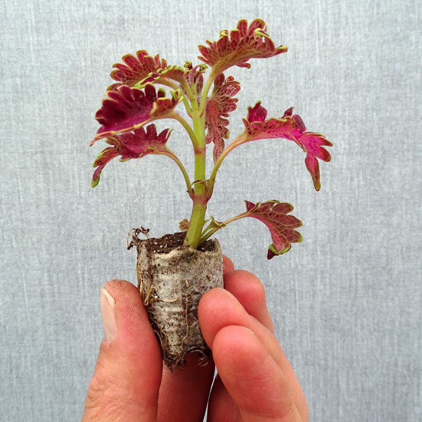 Example of Coleus Vulcan Mini-motte Ø 3/4 cm as you get in printemps