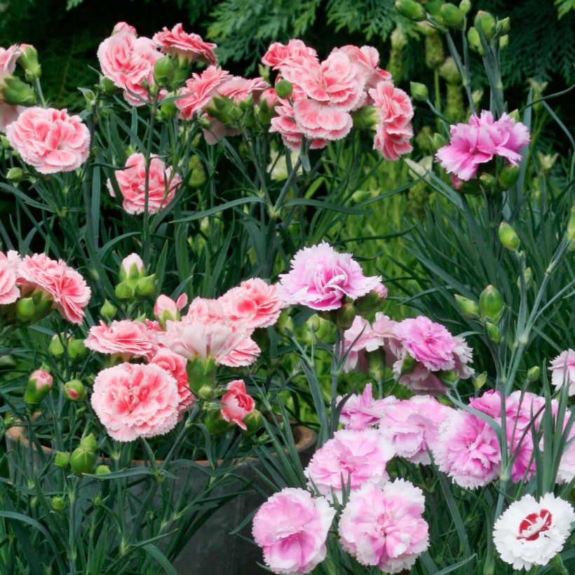 Collection 3 œillets mignardises parfumés (Floraison)