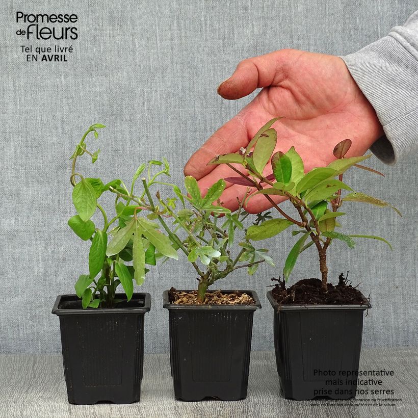 Example of Collection Grimpantes indispensables  as you get in printemps