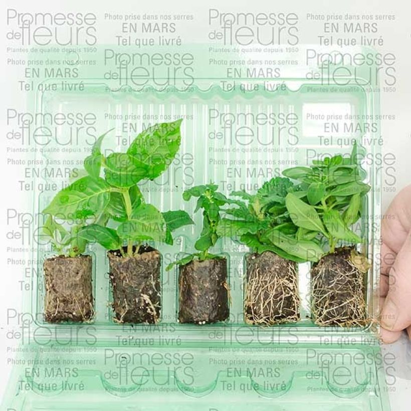 Example of Collection Out of the blue as you get