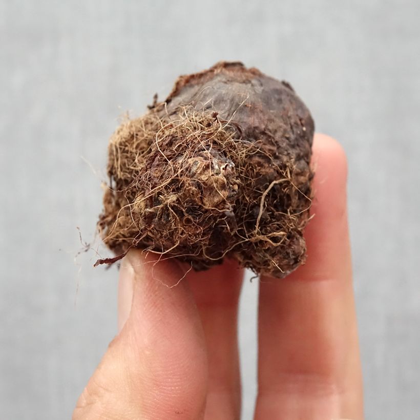 Spécimen de Colocasia Black magic - Oreille d'Eléphant  Bulbe calibre I tel que livré au printemps