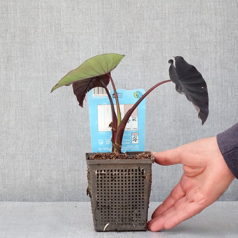 Spécimen de Colocasia Black magic - Oreille d'Eléphant  Godet de 8/9 cm tel que livré au printemps