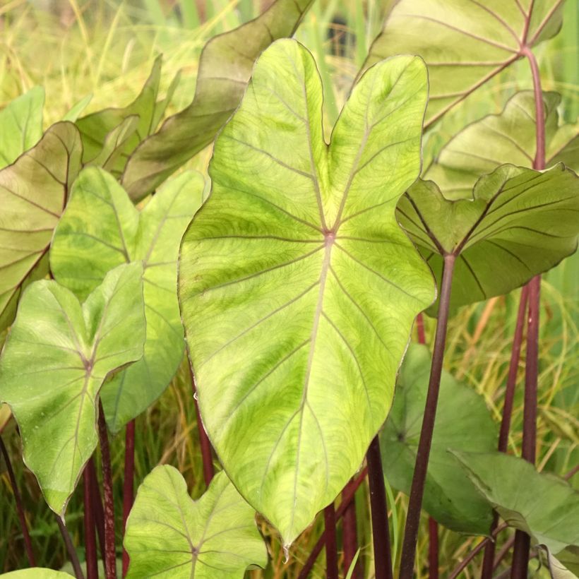 Colocasia esculenta Fontanesii - Oreille d'éléphant (Foliage)