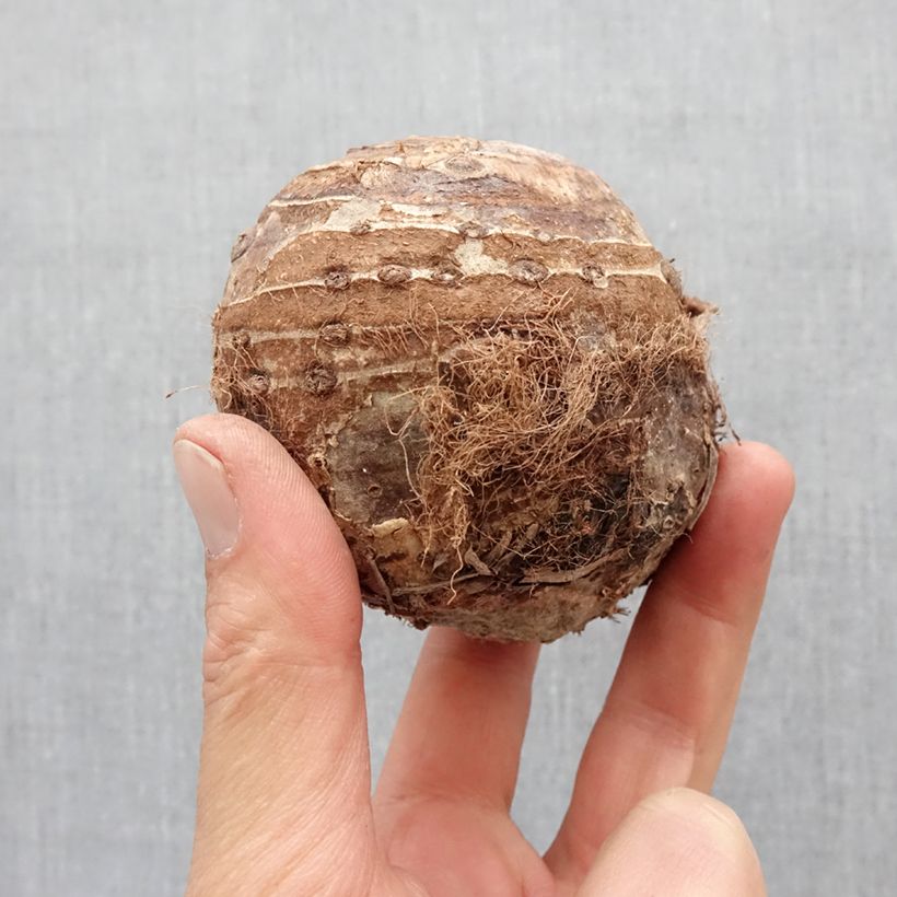 Example of Colocasia esculenta - Oreille d'éléphant - Taro Bulbe calibre 32+ as you get in printemps