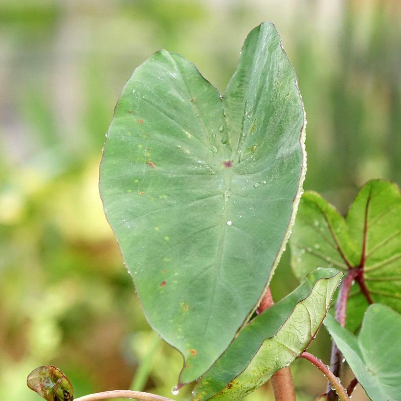Colocasia esculenta Tea cup - Oreille d'éléphant (Foliage)