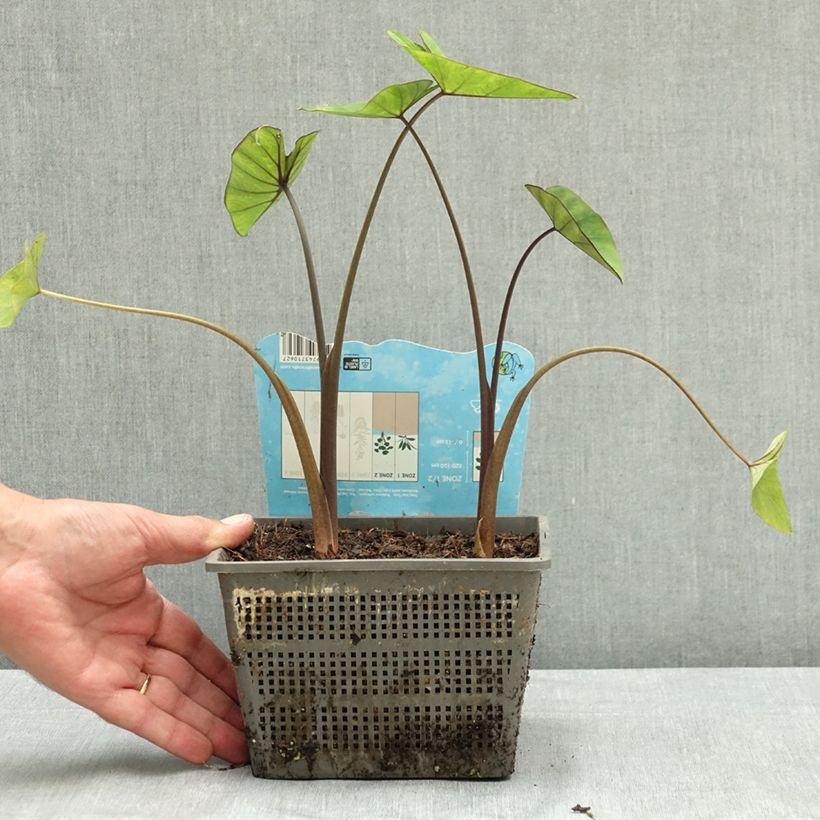 Spécimen de Colocasia esculenta Tea cup - Oreille d'éléphant Pot de 4L/5L tel que livré en été
