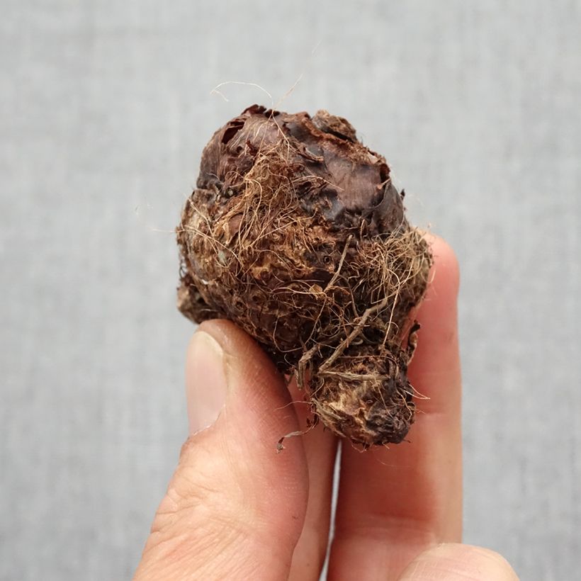 Example of Colocasia Hawaiian Punch - Taro  Bulbe calibre I as you get in printemps