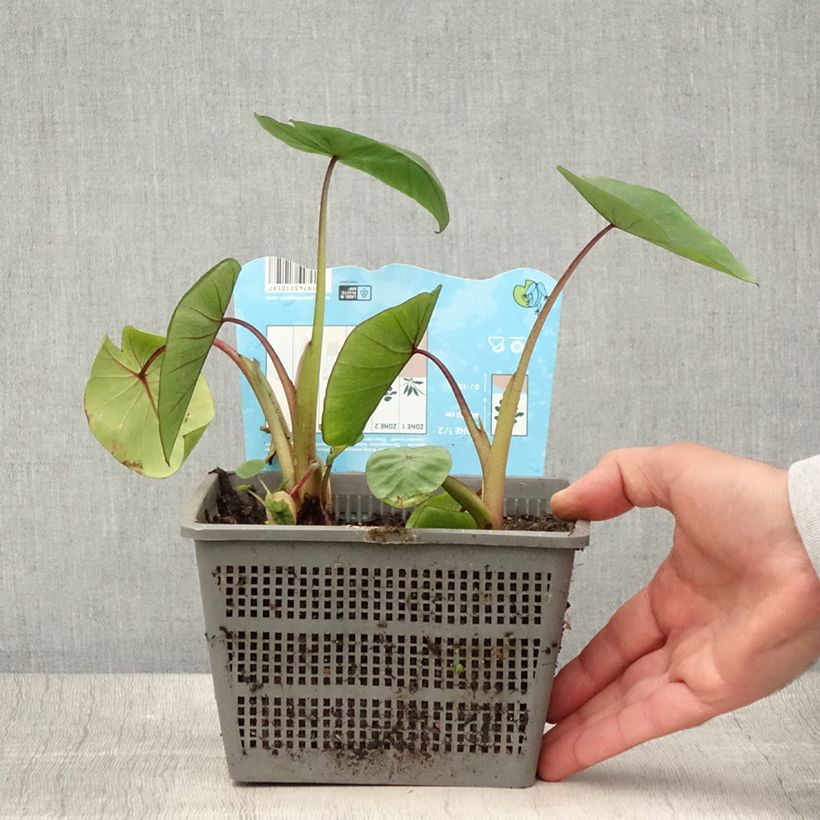 Spécimen de Colocasia Hawaiian Punch - Taro  Pot de 4L/5L calibre 18/20 tel que livré en été