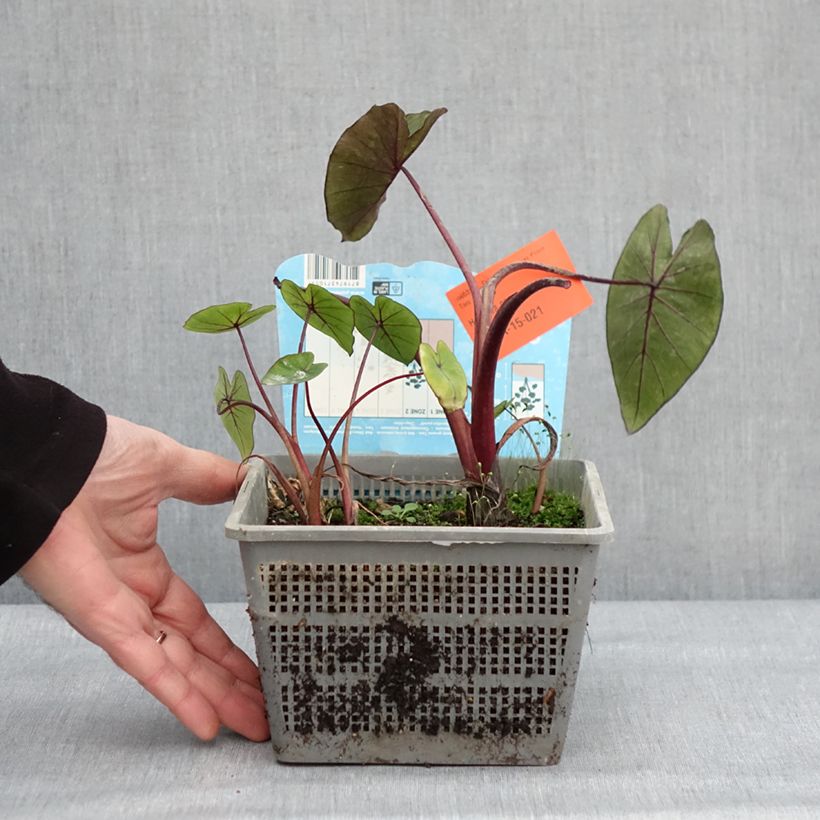 Example of Colocasia Hawaiian Punch - Taro  Pot de 4L/5L calibre 18/20 as you get in hiver