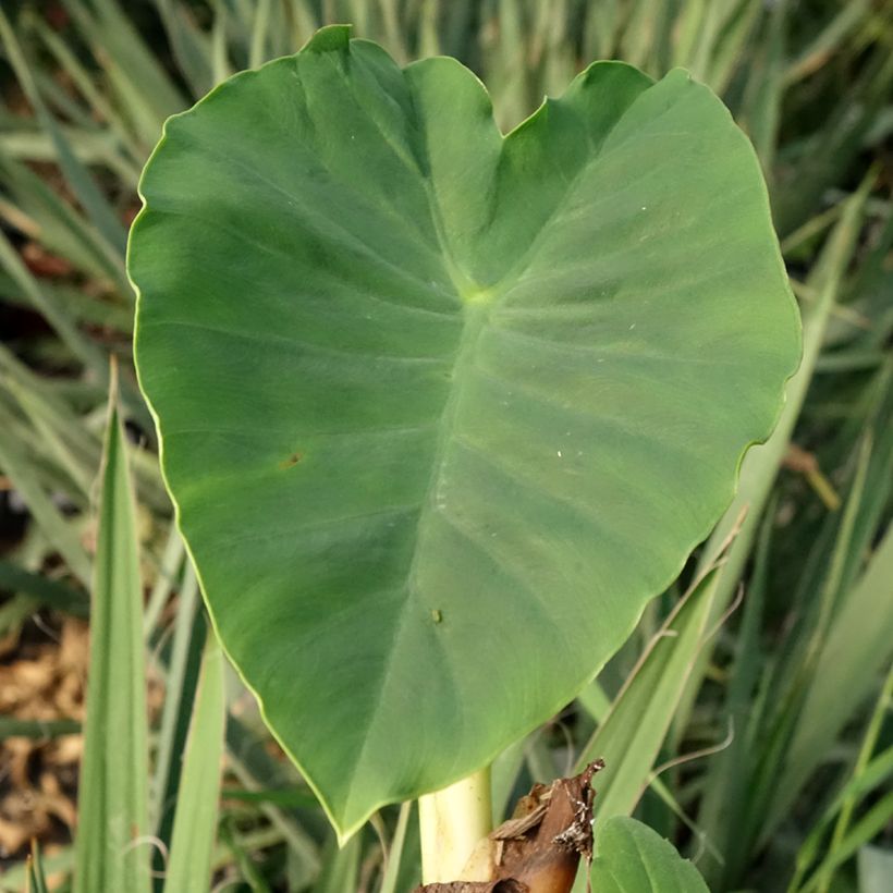 Colocasia Jack's Giant - Oreille d'éléphant (Feuillage)