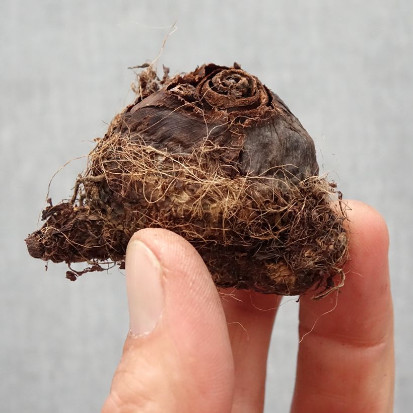 Example of Colocasia Kona Coffee - Taro Bulbe calibre I as you get in printemps